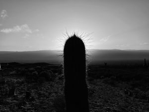 Read more about the article Krasser Kaktus – Saguaro Kaktus