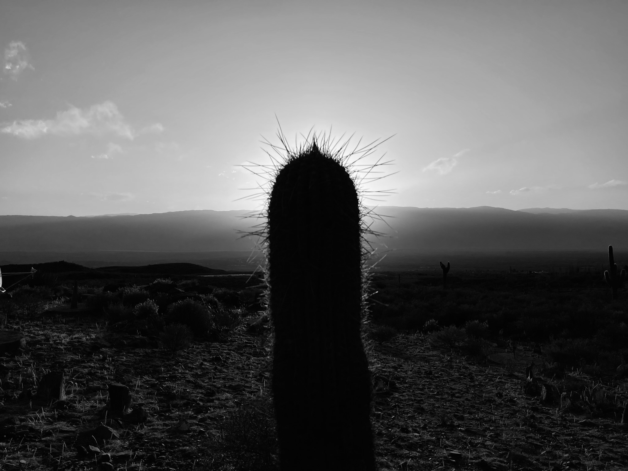 Kaktus Argentinien